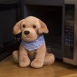 Labrador Alfie